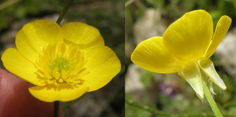 Ranunculus (Sicilia) : Ranunculus velutinus Ten.